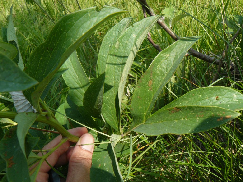 frutti di Paeonia officinalis